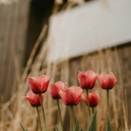 Punkt Mazury Lodge Sedki