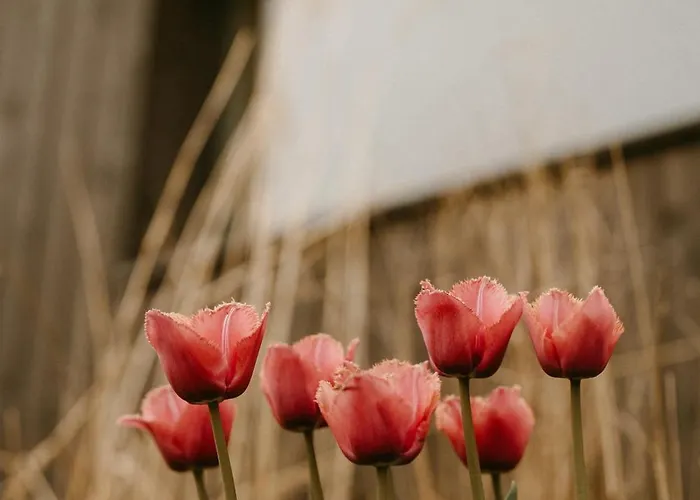 Punkt Mazury Lodge Sedki
